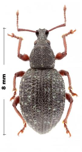 Otiorhynchus turca
